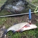 Carp bream