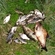Carp bream