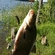 Carp bream