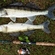 Pike perch