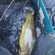 Tench
