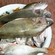 Eurasian perch