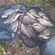 Carp bream