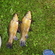 Tench