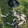 Carp bream