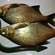Carp bream