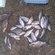 Carp bream