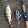 Eurasian perch