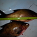 Carp bream