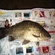 Prussian carp