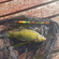 Tench