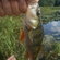 Eurasian perch