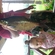 Carp bream