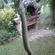 European eel