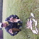 Carp bream