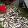 Atlantic cod