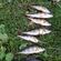 Eurasian perch