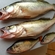 Pike perch