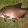 Carp bream