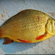 Crucian carp