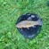 Tench