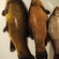 Tench