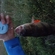 Eurasian perch