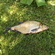 Carp bream
