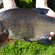 Carp bream