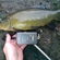 Tench