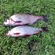 Carp bream