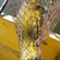 Tench