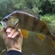 Eurasian perch