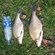 Carp bream