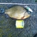 Crucian carp
