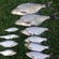 Carp bream