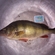 Eurasian perch