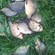 Crucian carp