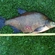 Carp bream