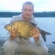 Carp bream