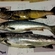 Atlantic salmon