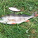 Eurasian perch