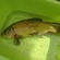 Tench
