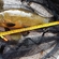 Tench