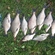 Carp bream