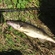 Pike perch