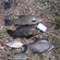 Tench