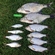 Carp bream