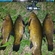 Tench