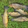 Tench